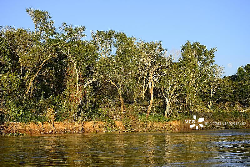 巴西马托格罗索州潘塔纳尔湿地，圣洛伦索河岸丛林图片素材