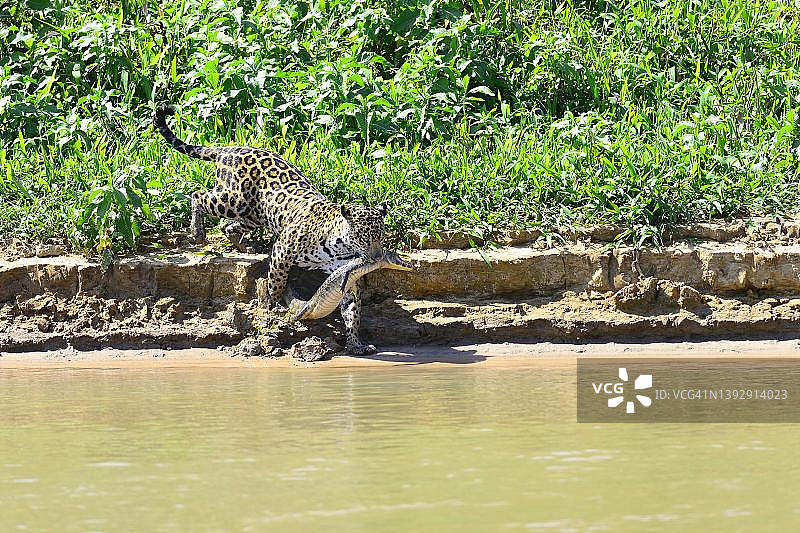 美洲虎（Panthera onca）嘴里叼着捕获的凯门鳄（Caiman yacare），巴西马托格罗索潘塔纳尔图片素材