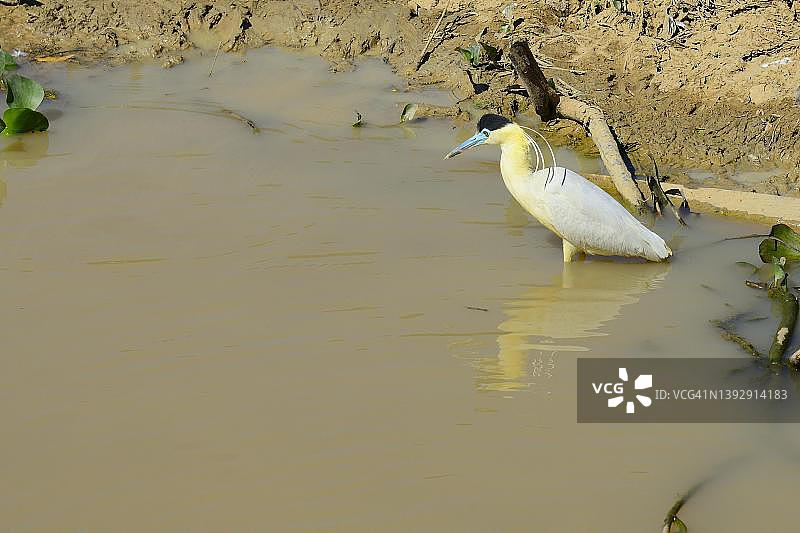 带帽鹭（Pilherodius pileatus），巴西马托格罗索州潘塔纳尔图片素材