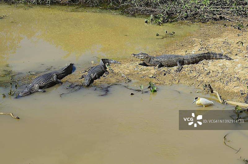棕头鹭和 resting yacare caimans，巴西马托格罗索图片素材