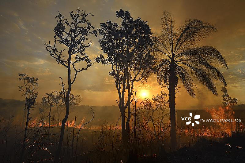 夕阳下马托格罗索州瓜马拉斯国家公园的灌木丛火灾图片素材