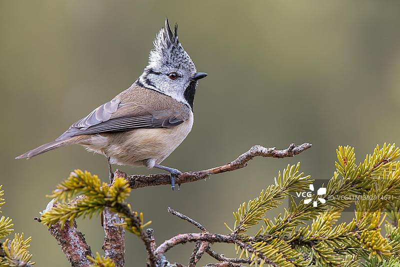 戴菊鸟栖息在树枝上，泰尔芬斯，蒂罗尔，奥地利图片素材