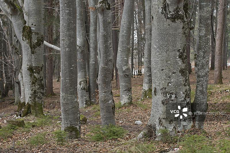 奥地利蒂罗尔的普通欧洲山毛榉（Fagus sylvatica）图片素材