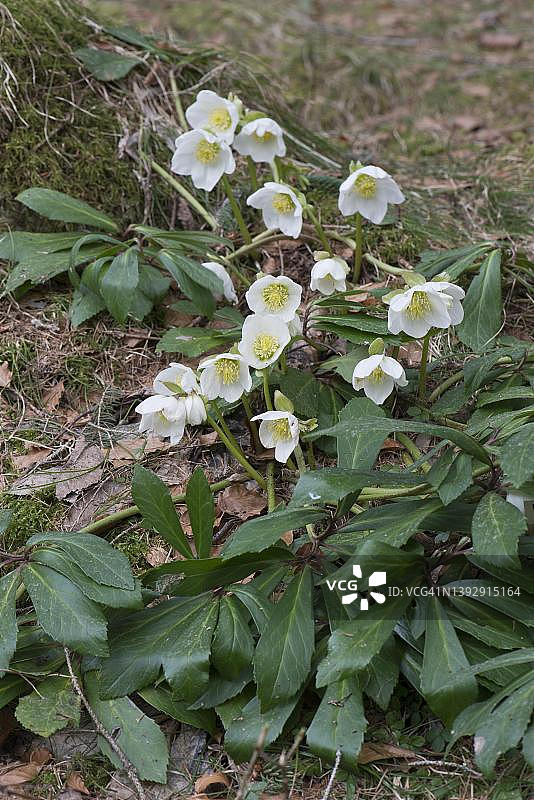 黑毛嚏根草，蒂罗尔，奥地利图片素材