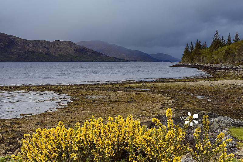 湖边金雀花岸边景色，位于英国苏格兰林内湖图片素材
