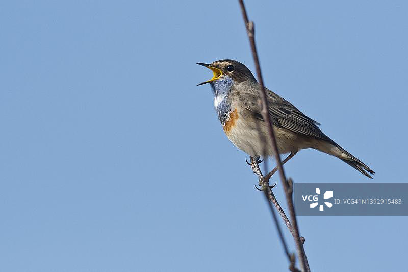蓝喉歌鸲，德国下萨克森州埃姆斯兰图片素材
