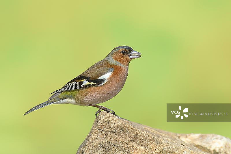 站在石头上的普通燕雀（Fringilla coelebs）雄鸟，德国北莱茵-威斯特法伦锡格兰图片素材