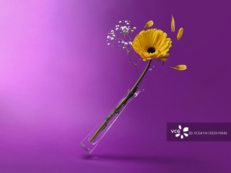 带有非洲菊茎和满天星的玻璃花瓶图片素材