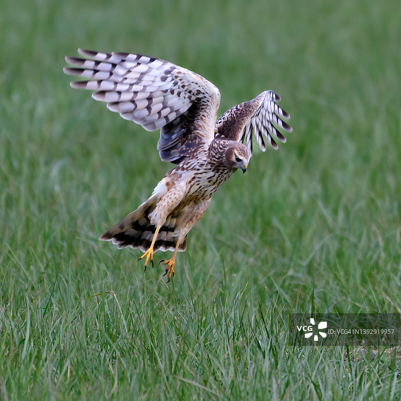 白尾鹞在加拿大不列颠哥伦比亚省飞行图片素材