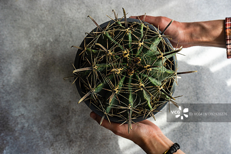 俯视视角：手捧金琥仙人掌盆栽的人图片素材