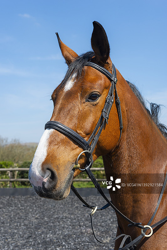 一匹鼻子上带有白色斑纹的骏马图片素材