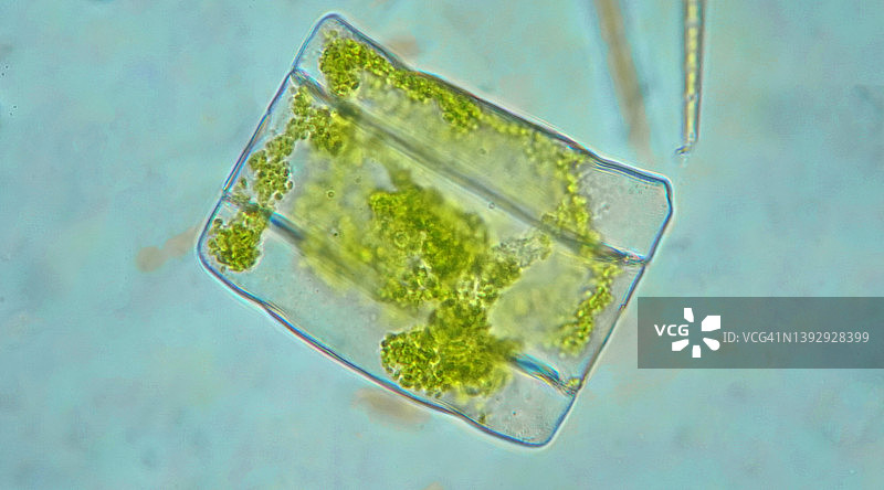 硅藻显微镜视图图片素材