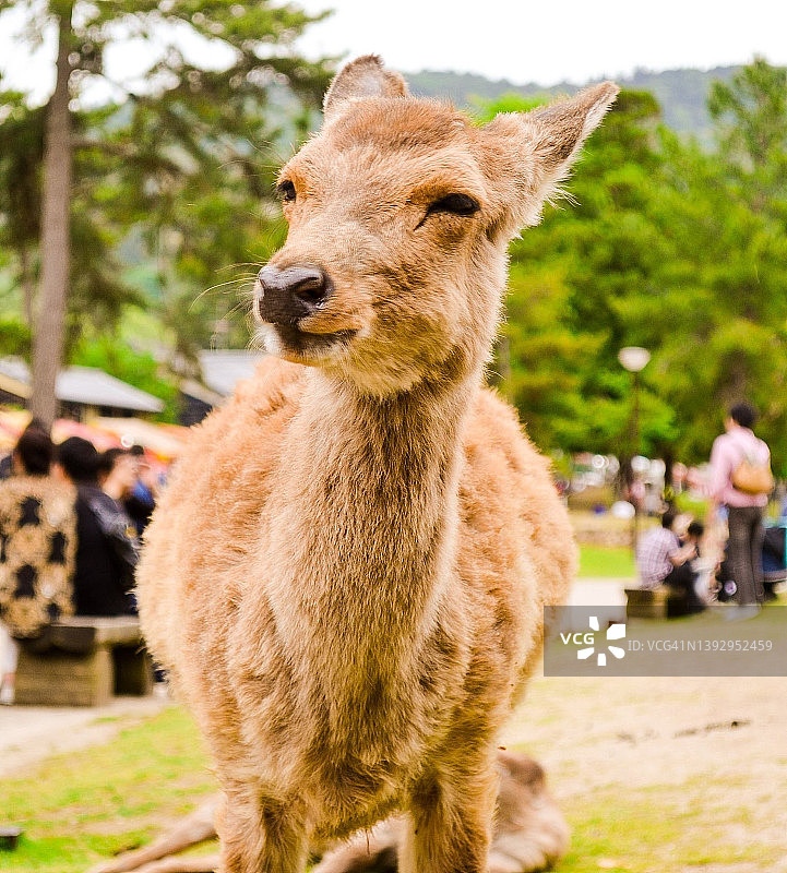 日本奈良公园的鹿图片素材