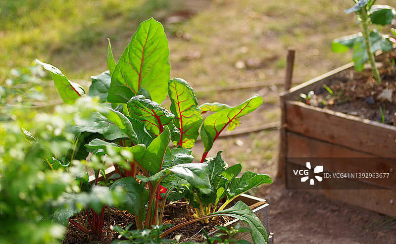 菜地里生长的瑞士甜菜图片素材