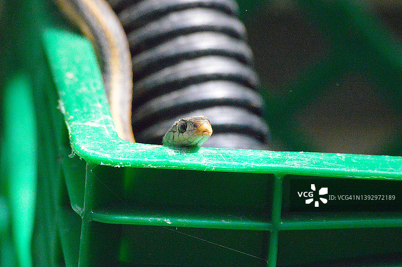 常见束带蛇图片素材