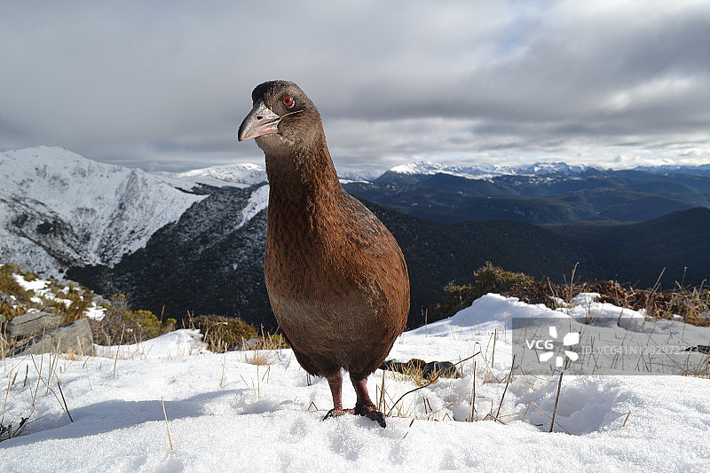 亚瑟山卡胡朗伊国家公园的秧鸡特写图片素材
