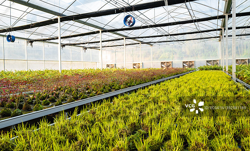 花卉种植温室图片素材