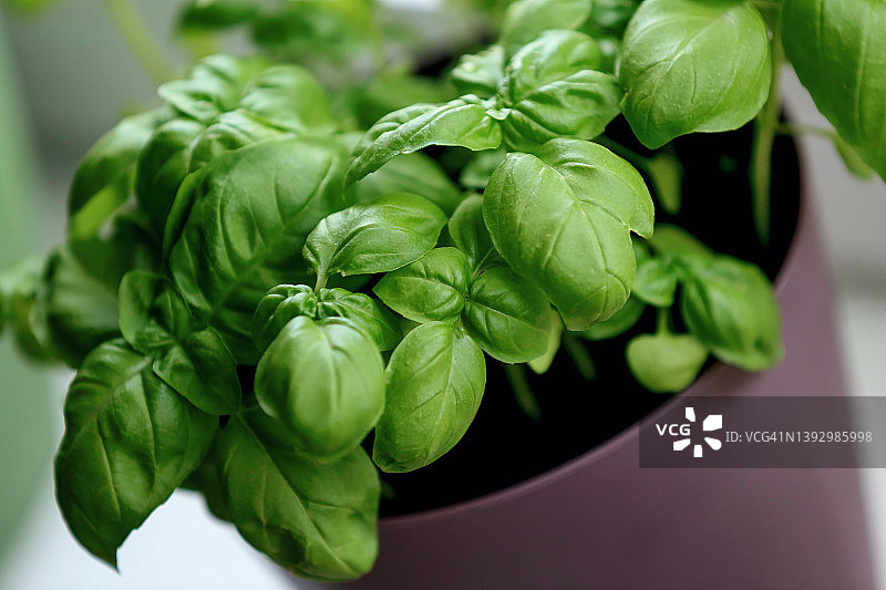 自家种植的新鲜罗勒图片素材