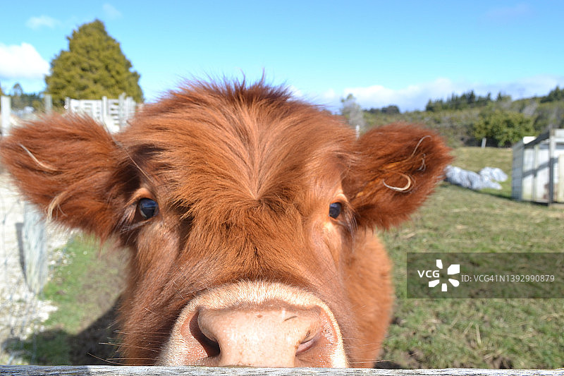 奶牛面部特写图片素材