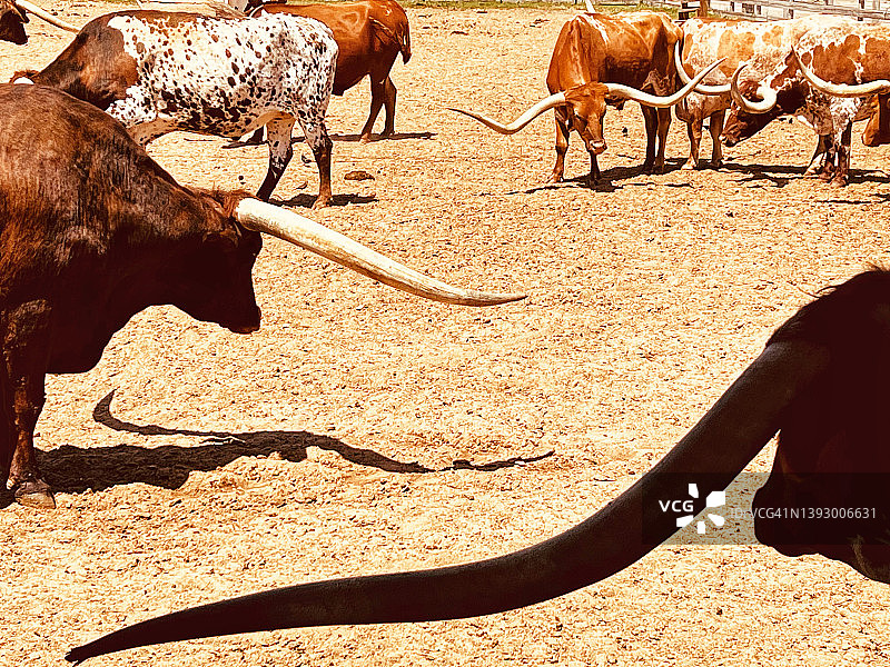 沃斯堡，德克萨斯州：德州长角牛每日巡游景点图片素材