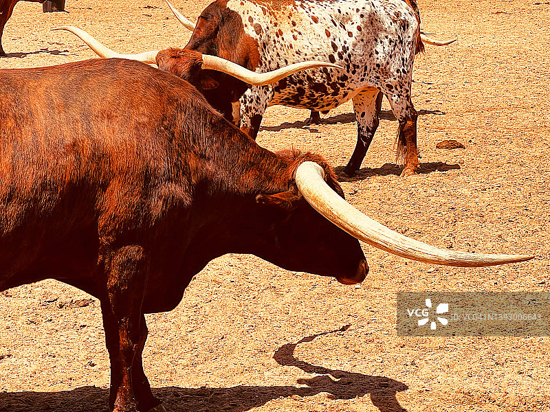 沃斯堡，德克萨斯州：德州长角牛每日巡游景点图片素材