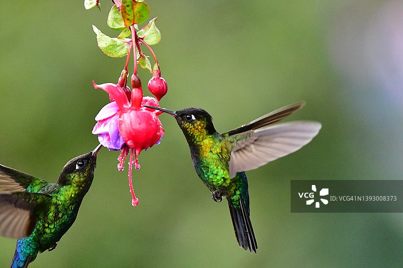 两只火喉蜂鸟图片素材