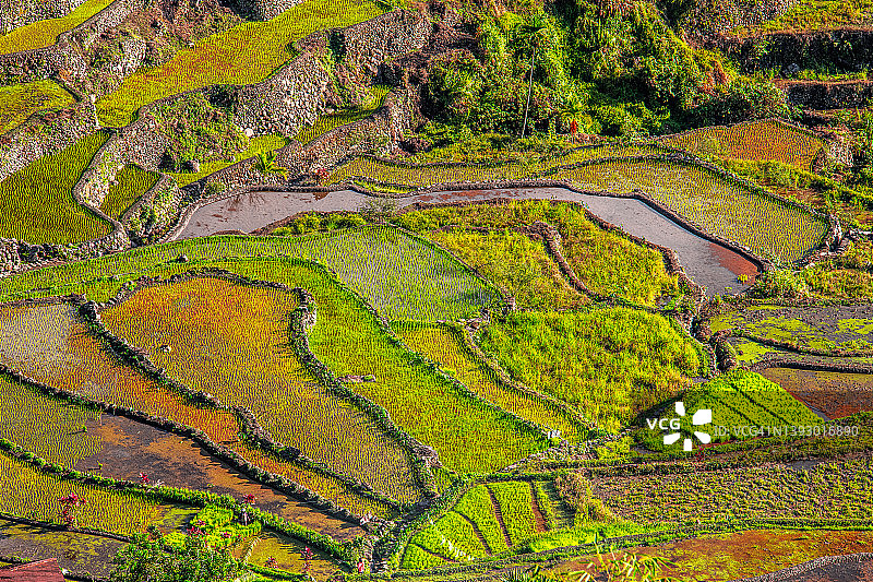 菲律宾伊富高巴塔德梯田的保护图片素材