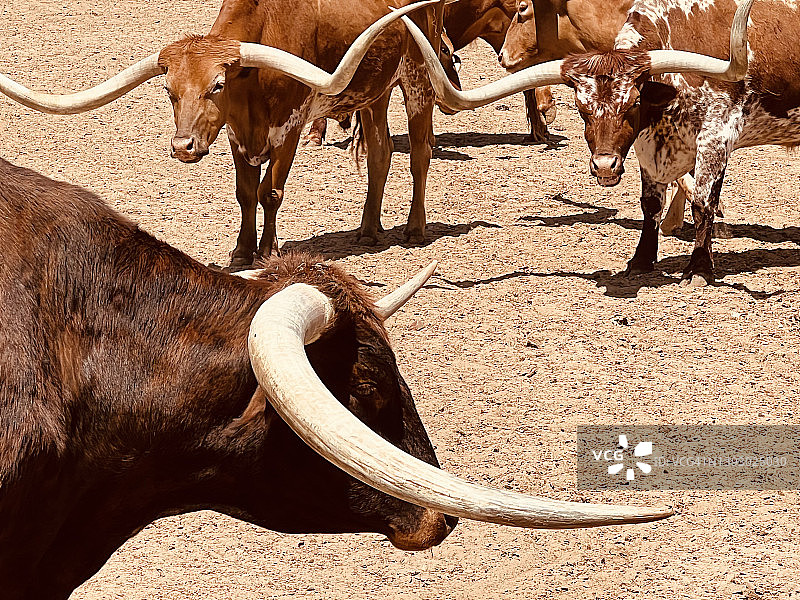 沃斯堡得克萨斯州长角牛图片素材