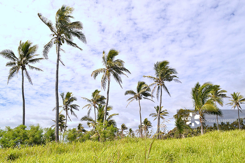 汤加塔布的棕榈树图片素材