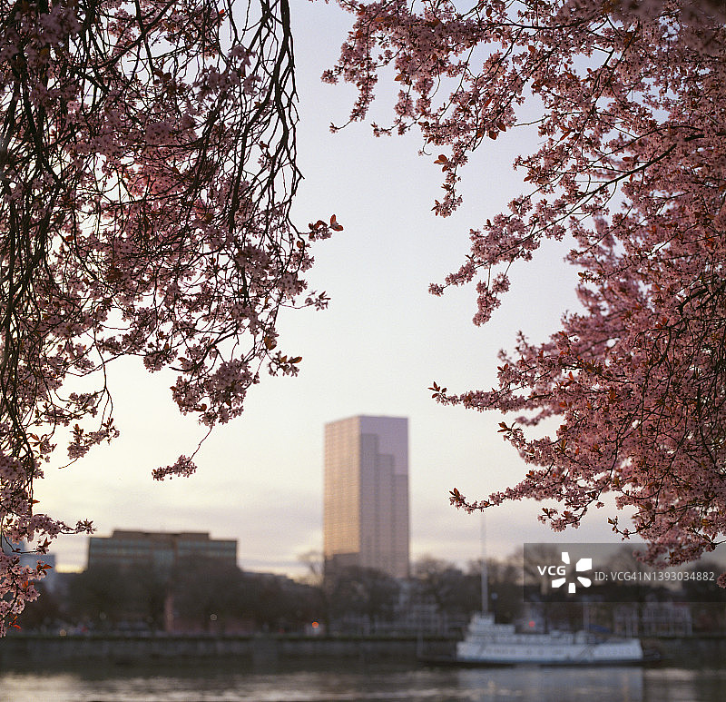 俄勒冈州波特兰市春天盛开的粉色花朵图片素材