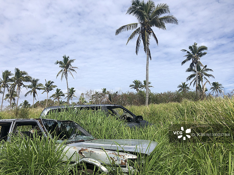 棕榈树田中被遗弃的汽车图片素材