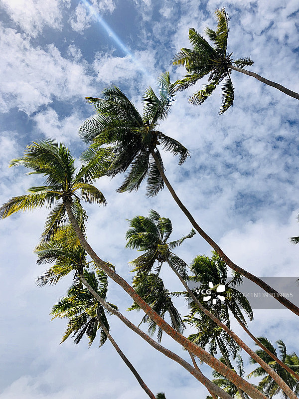 汤加塔普的棕榈树视角图片素材