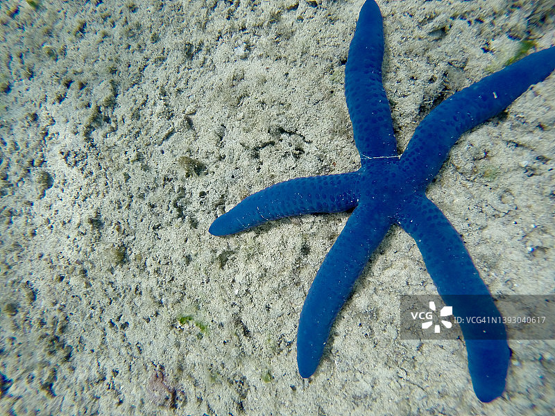 瓦瓦乌水下海星图片素材