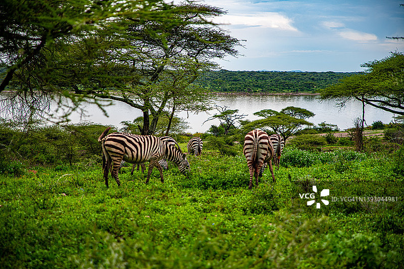 坦桑尼亚塞伦盖蒂和恩戈罗恩戈罗之间的恩杜图湖中的斑马图片素材