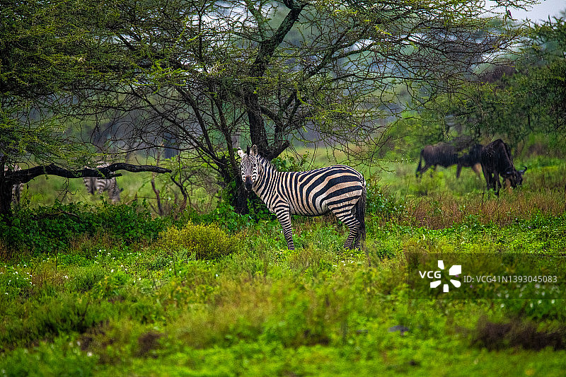 坦桑尼亚塞伦盖蒂和恩戈罗恩戈罗之间的恩杜图湖中的斑马图片素材