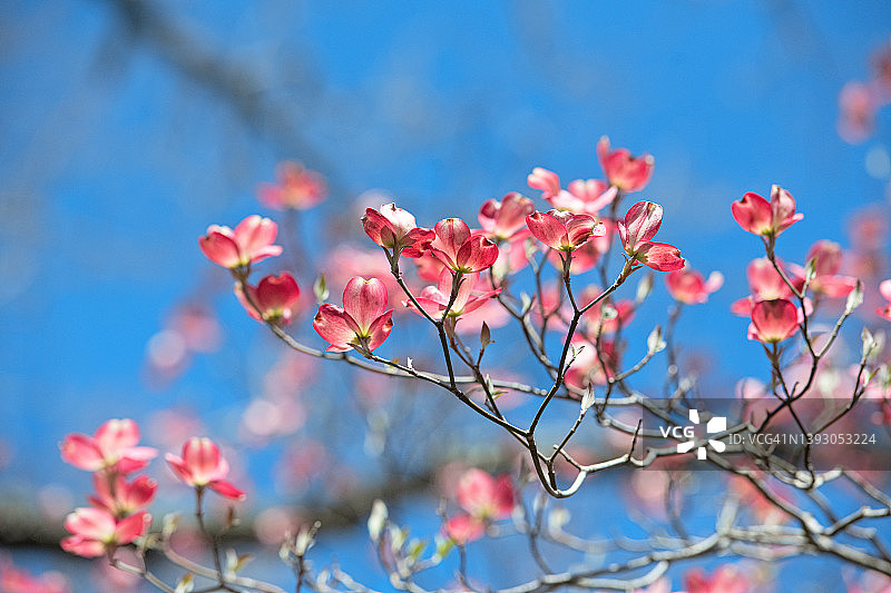 春天花园中盛开的美丽山茱萸树图片素材
