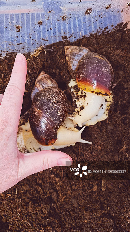 非洲大蜗牛图片素材