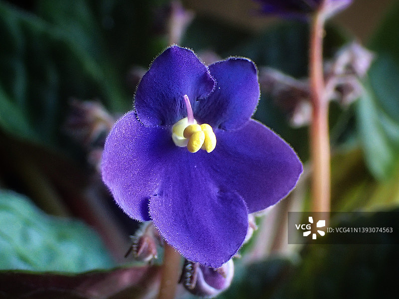 紫色非洲紫罗兰盆栽图片素材