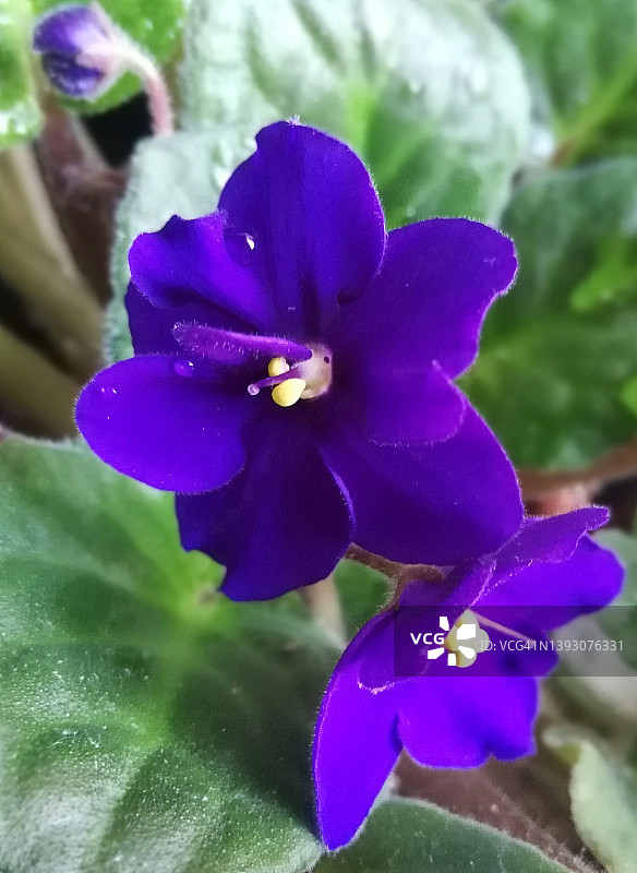 紫色非洲堇图片素材