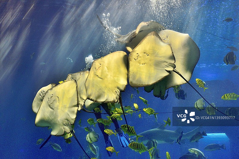 巨型水族馆中的蝠鲼图片素材