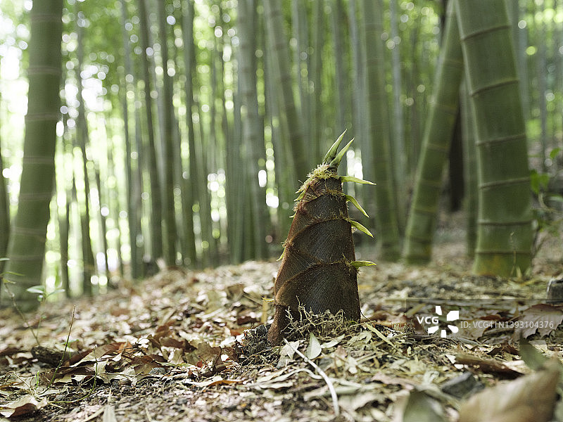 已生长的竹笋图片素材