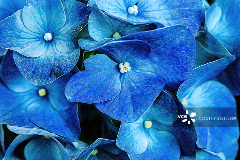 明亮的蓝色绣球花特写图片素材