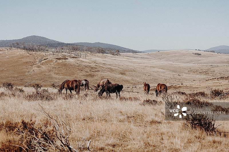 科修斯科国家公园的澳洲野马图片素材