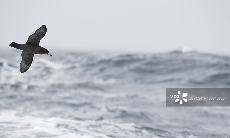 飞翔的剪水鸟图片素材