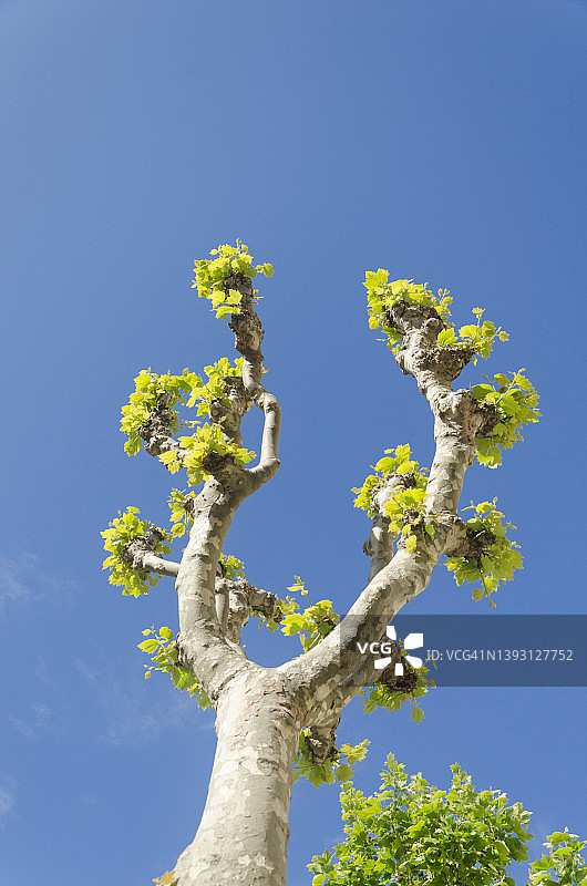 新叶飞机的低角度照片图片素材