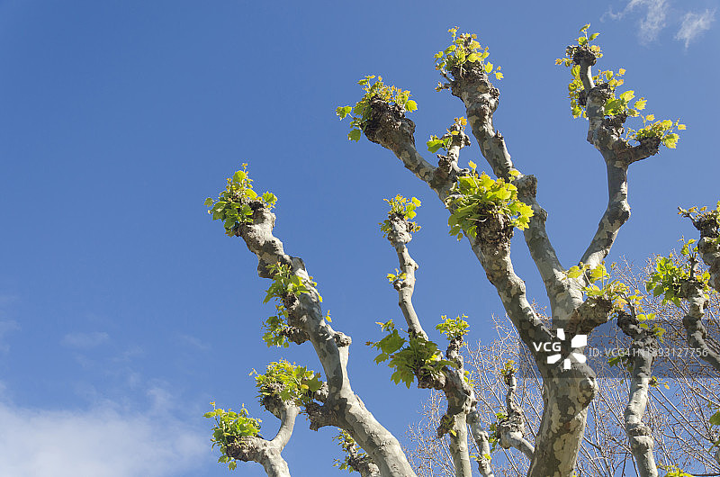 新叶飞机的低角度照片图片素材