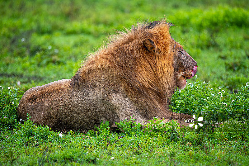 坦桑尼亚恩杜图湖（恩戈罗恩戈罗和塞伦盖蒂之间）的狮子图片素材
