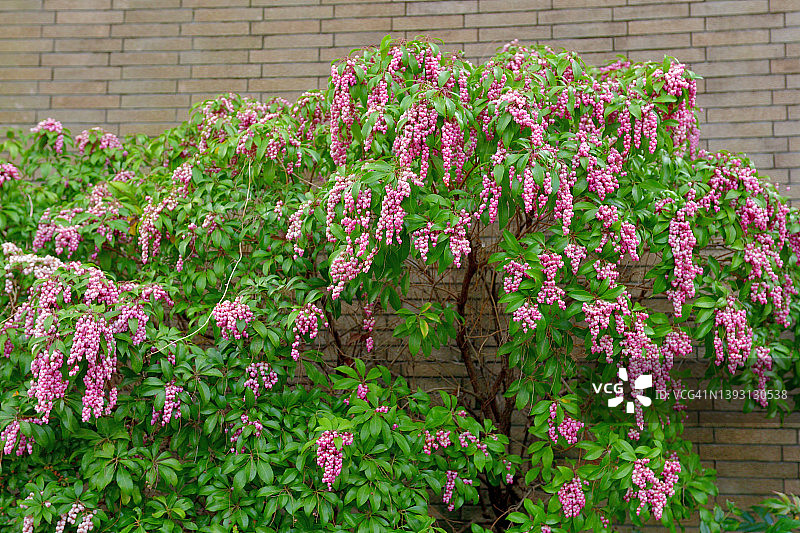 日本andromeda花图片素材