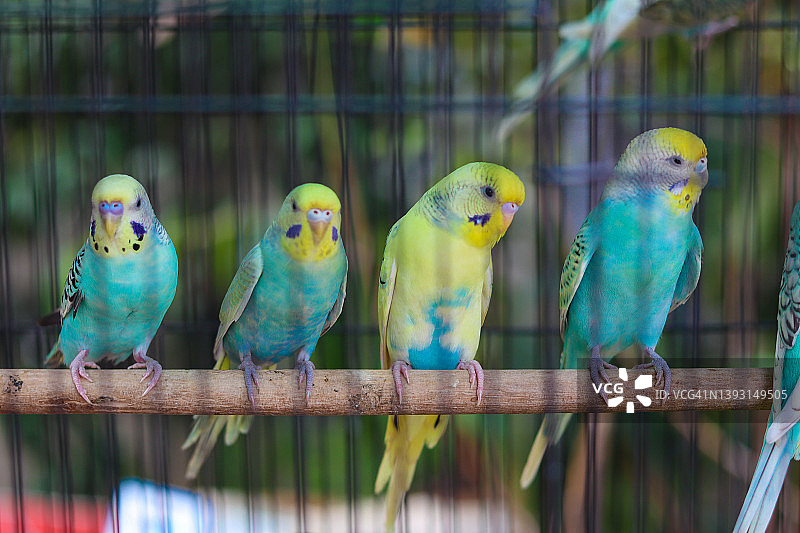 笼中的情侣鸟图片素材