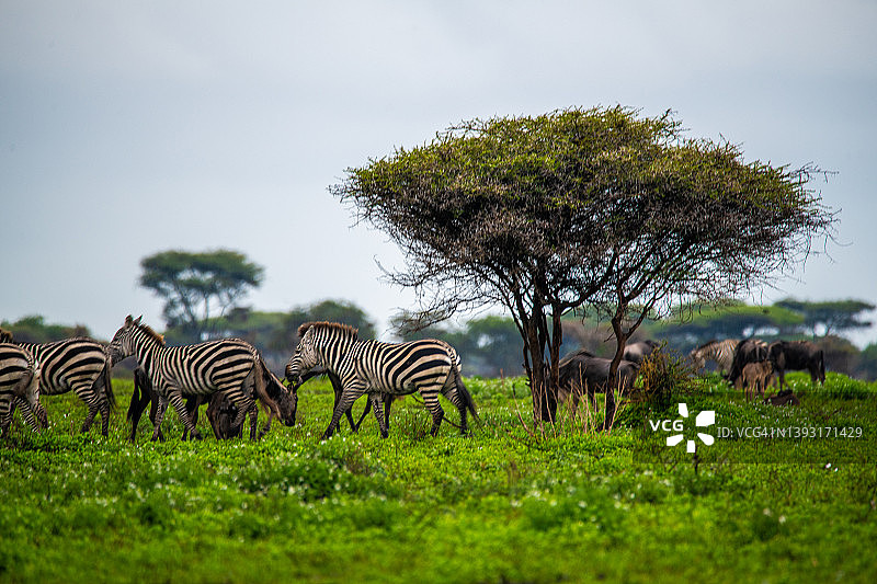 塞伦盖蒂和恩戈罗恩戈罗之间的恩杜图湖地区的角马群和斑马图片素材
